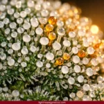 When to harvest cannabis — extreme close-up of mature cannabis trichomes showing the milky white and amber color stages used to decide harvest timing