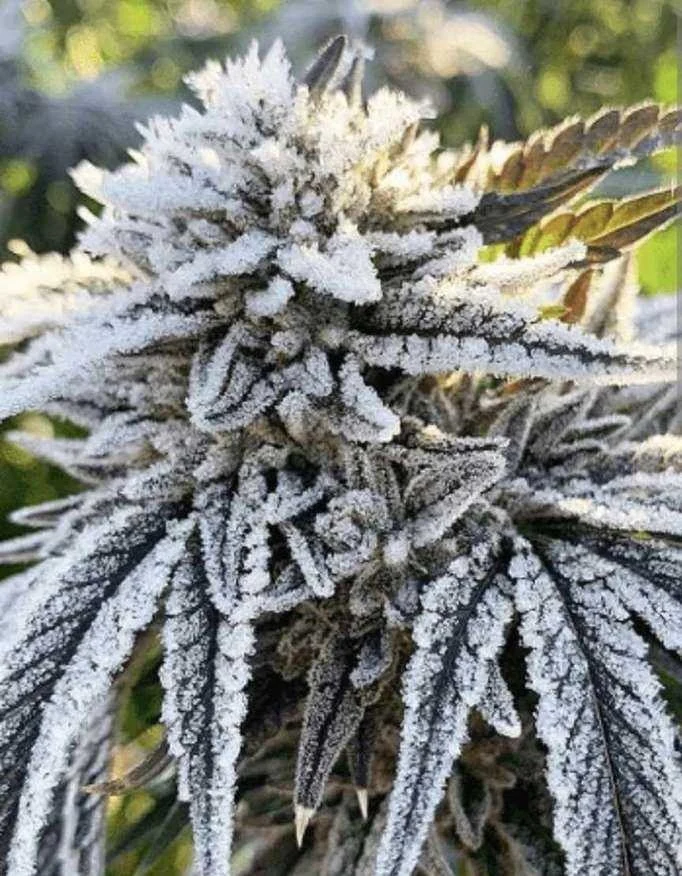 Frosty cannabis flower showing stable genetics