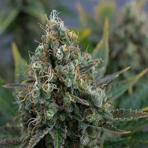 Chemdawg Feminized Seeds