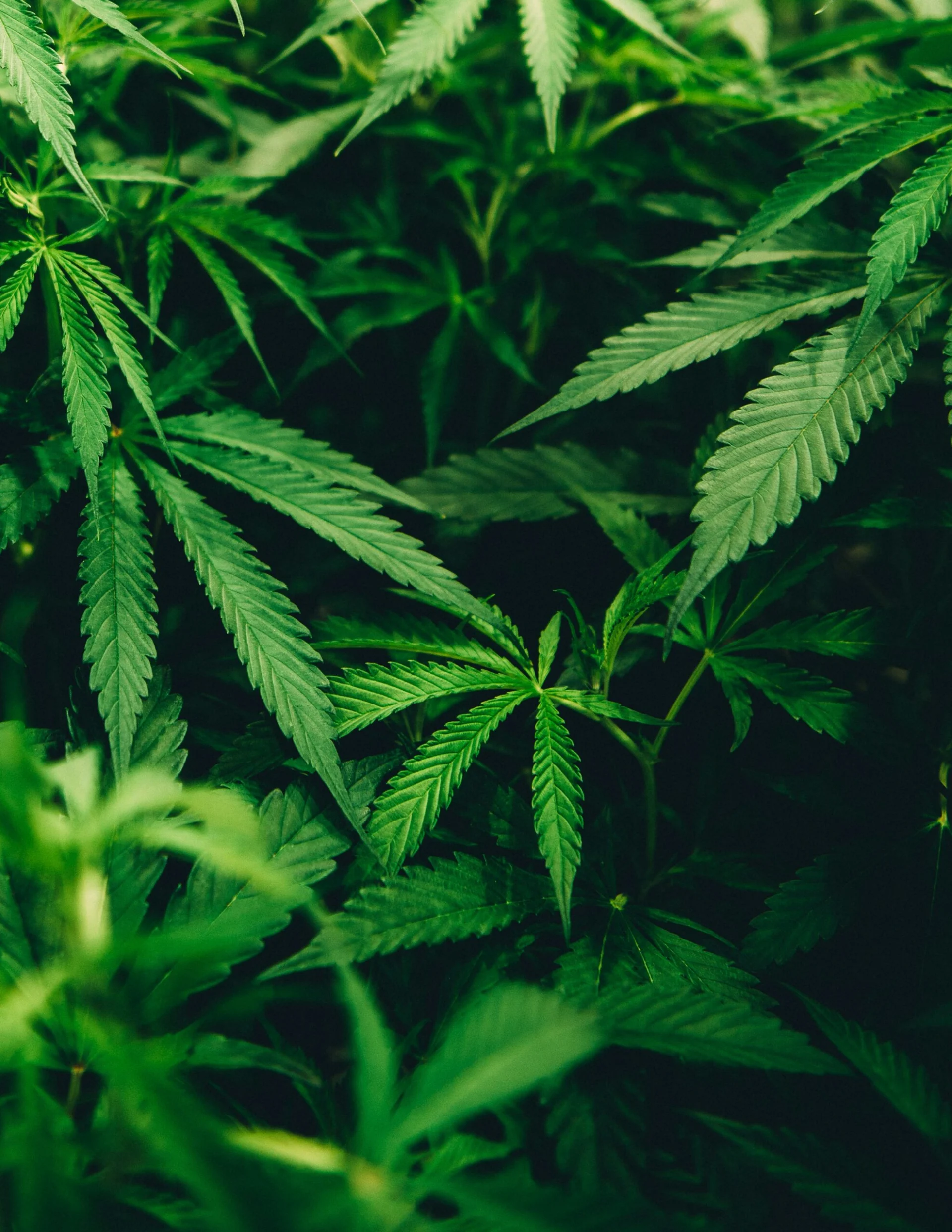 maximizing yield in cannabis