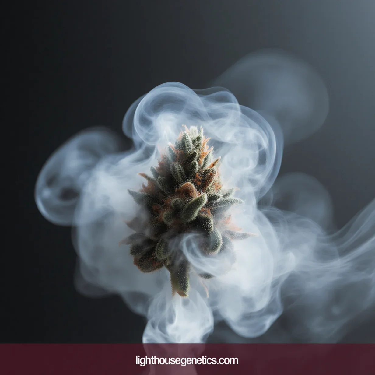 CO2 supplementation for cannabis plants