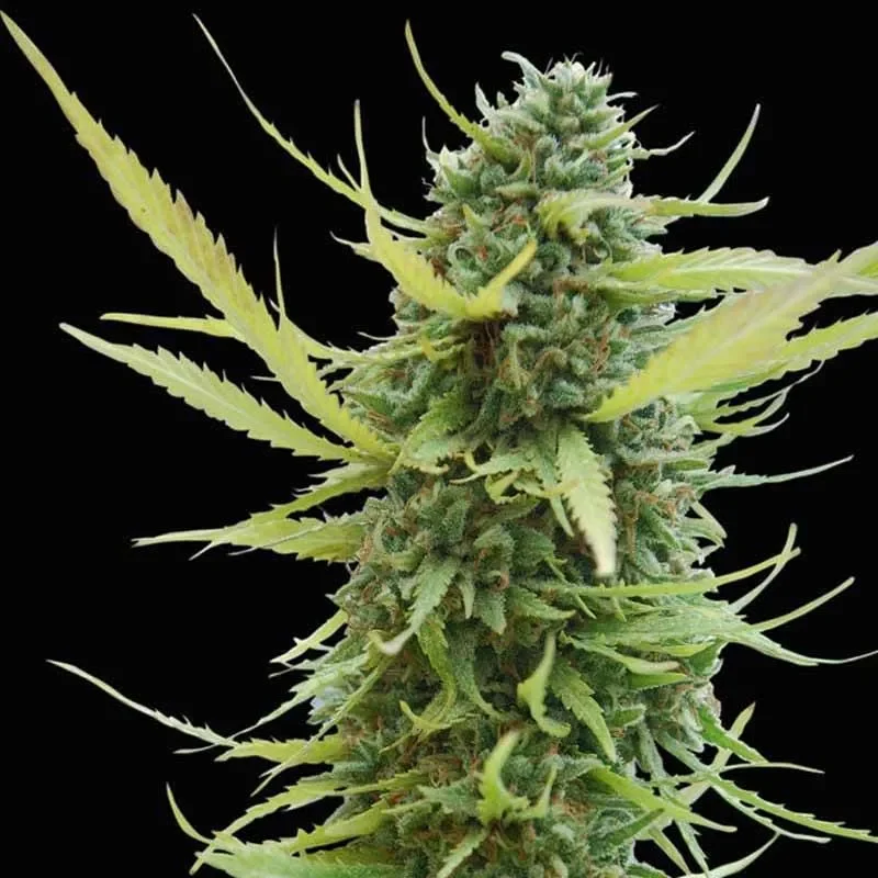 Columbia Gold Auto-Flower