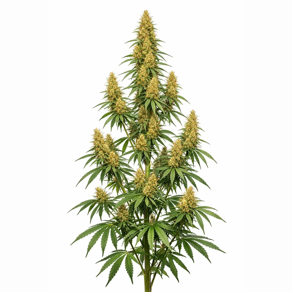 Columbian Gold Feminized Seeds