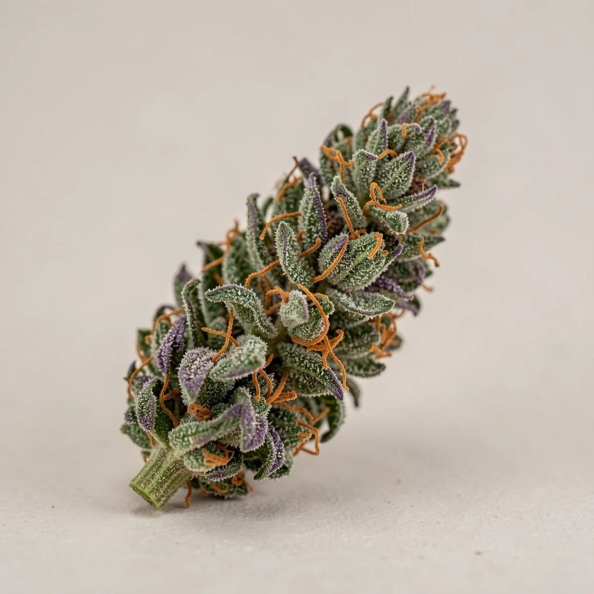 A dense, colorful cannabis bud heavy with trichomes, typical of a dessert-named Cookies-family strain