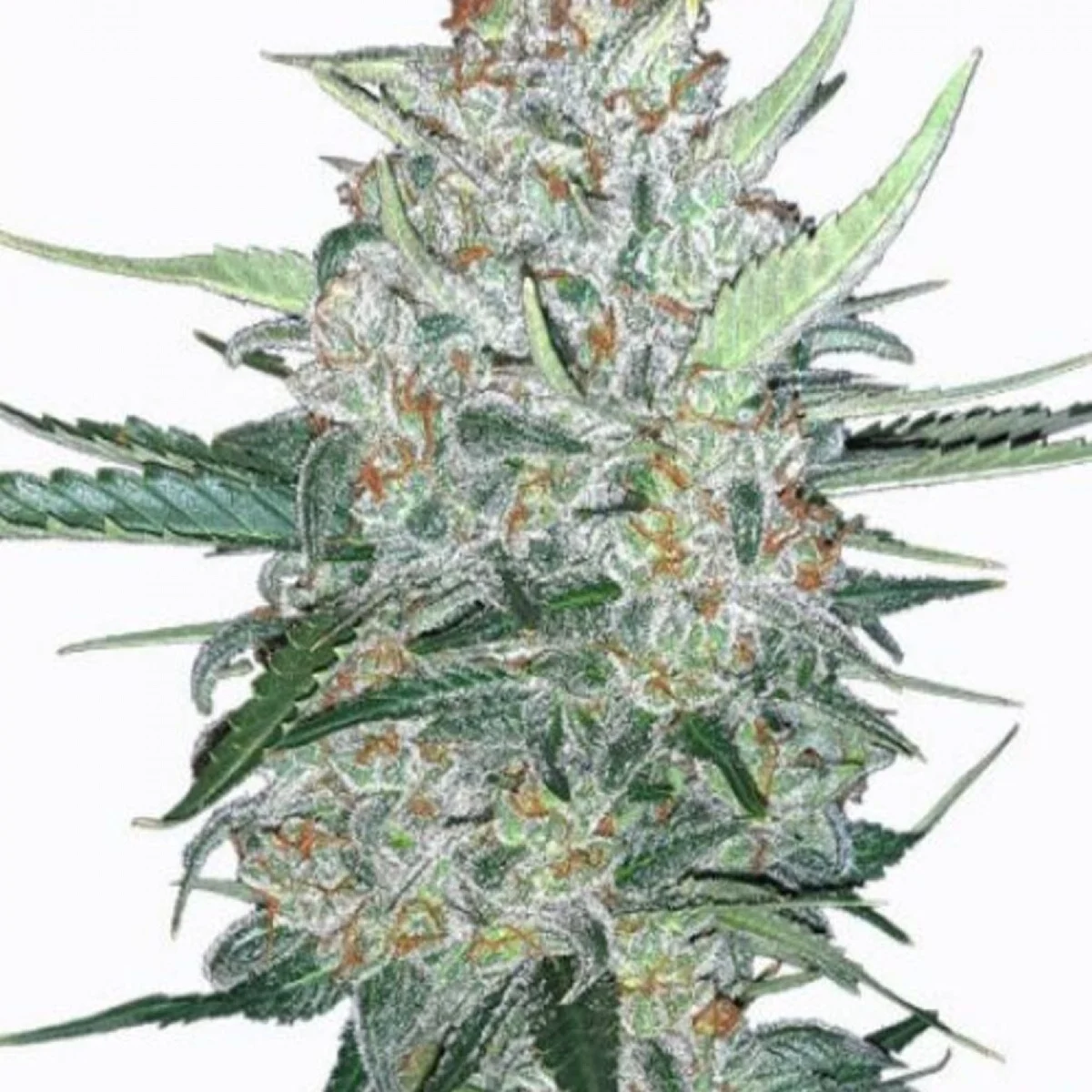 Do-Si-Dos Autoflower Seeds