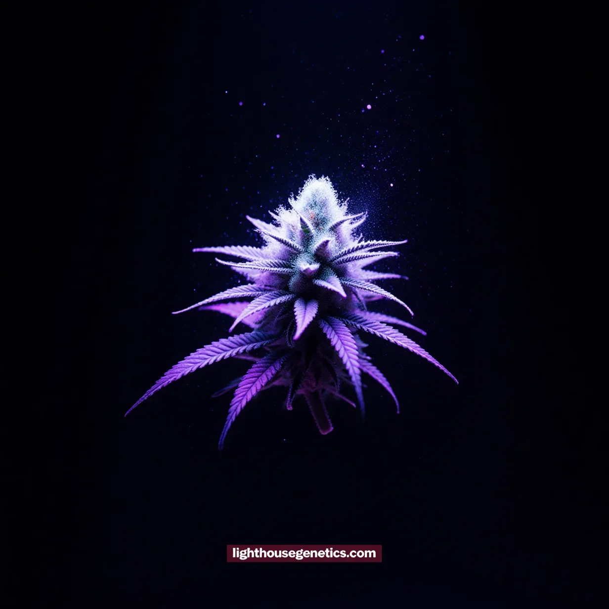UV light effect on cannabis THC potency