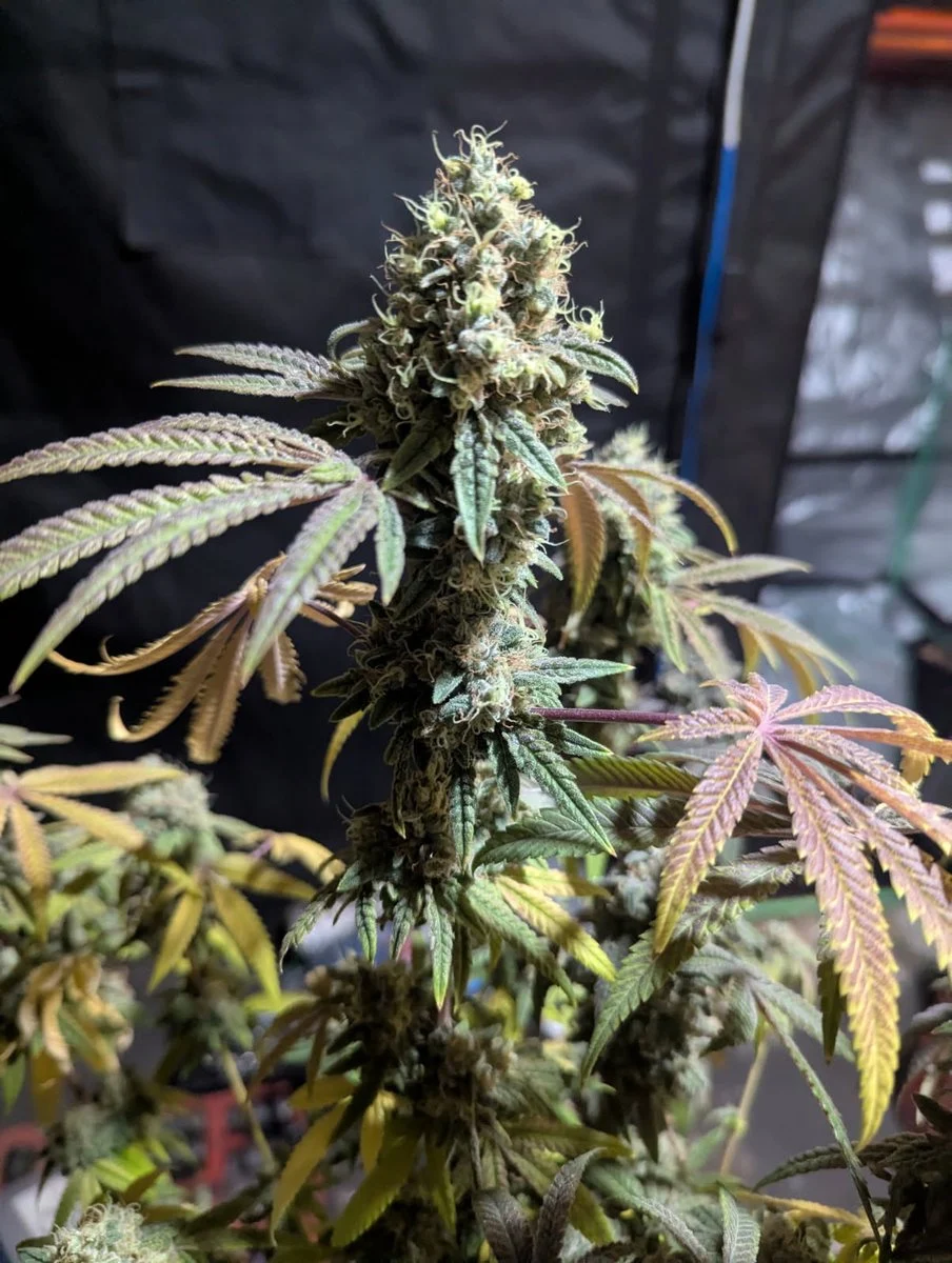 Freaky Queen Feminized Seeds