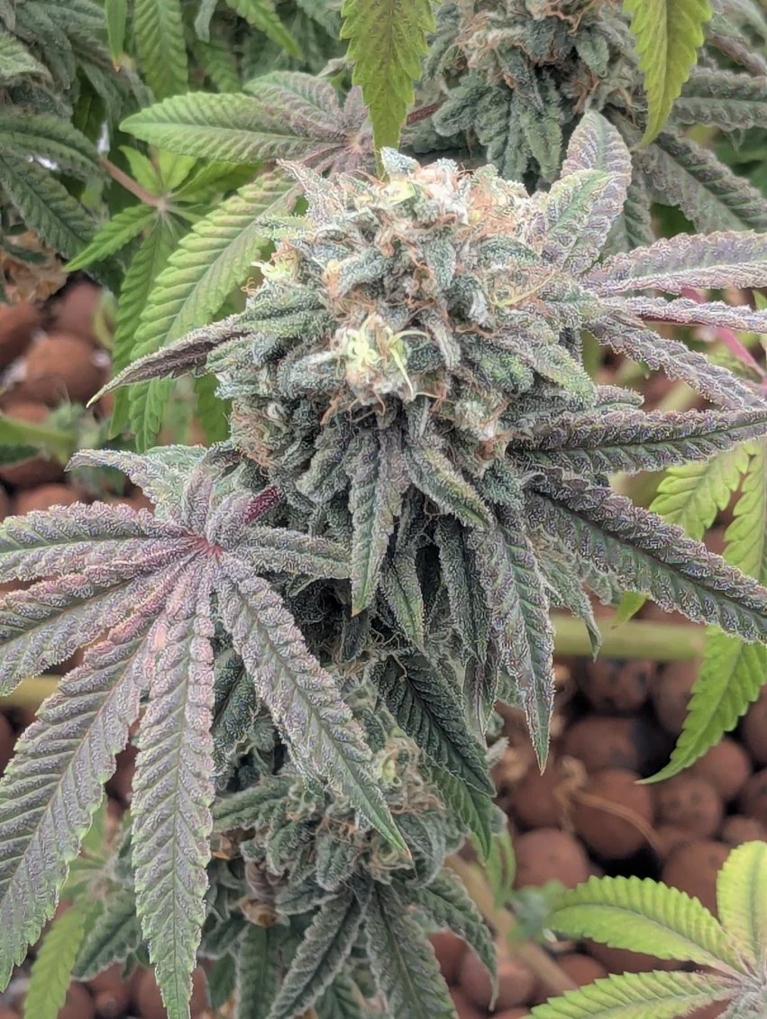 Freaky Queen Feminized Seeds