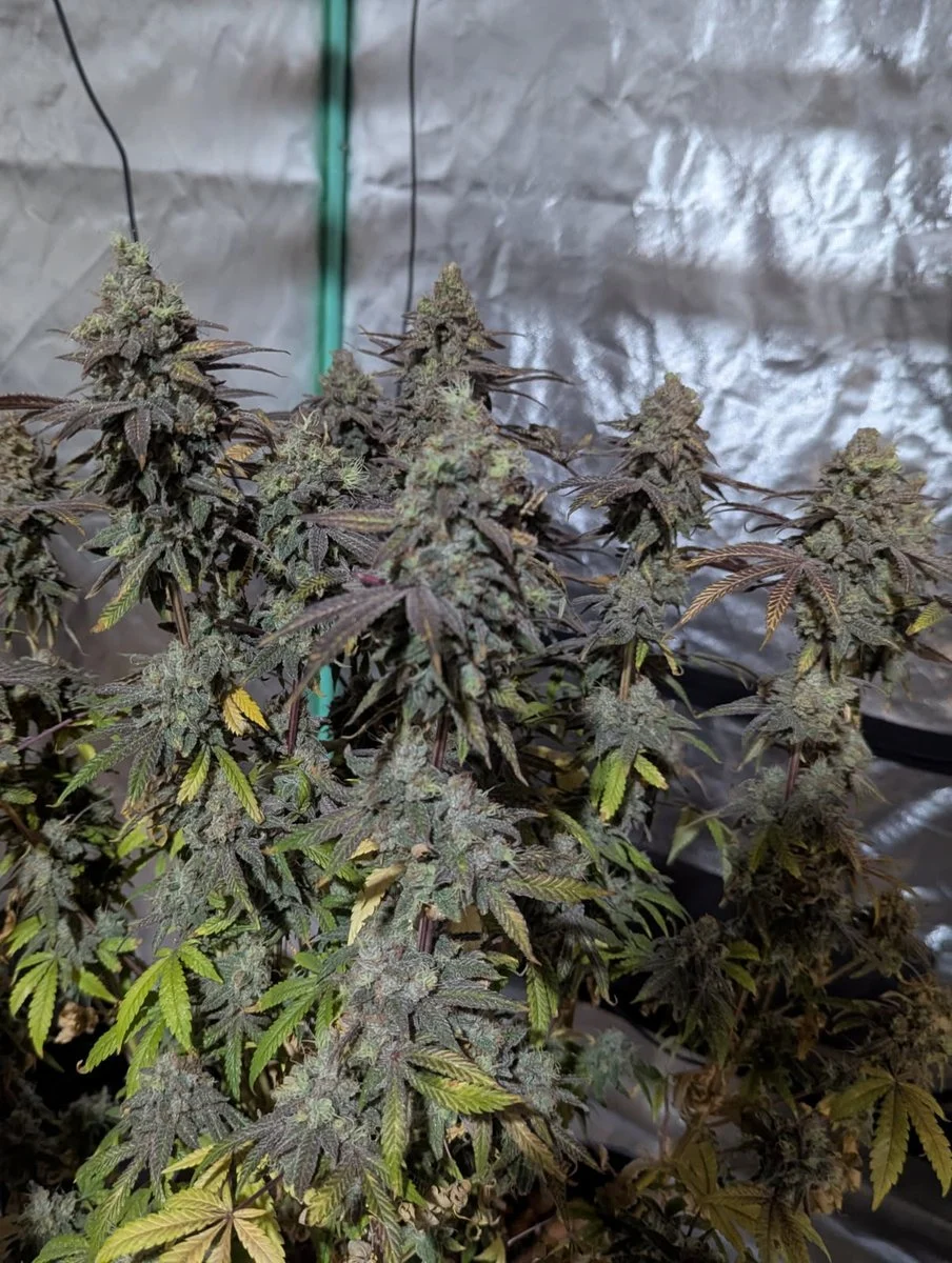 Freaky Queen Feminized Seeds