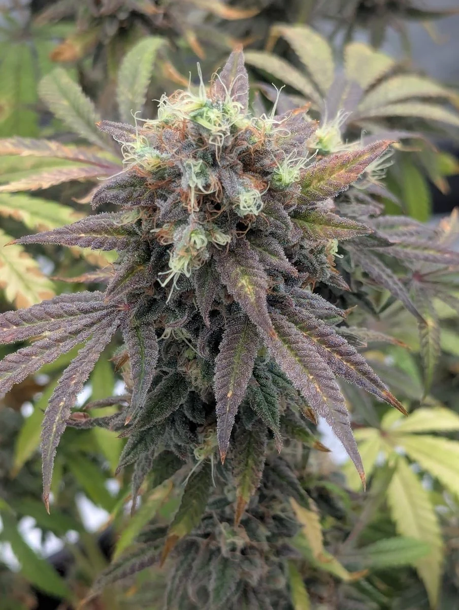 Freaky Queen Feminized Seeds