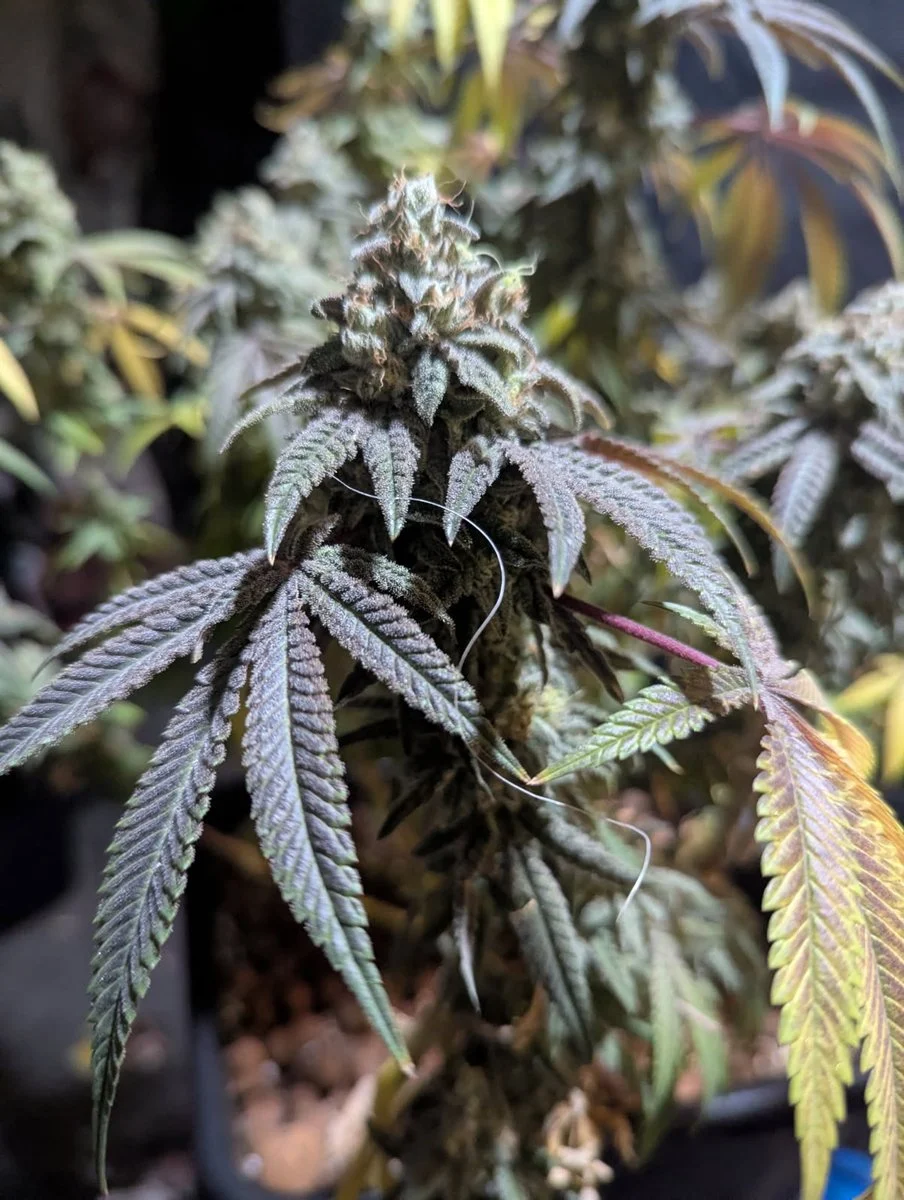 Freaky Queen Feminized Seeds