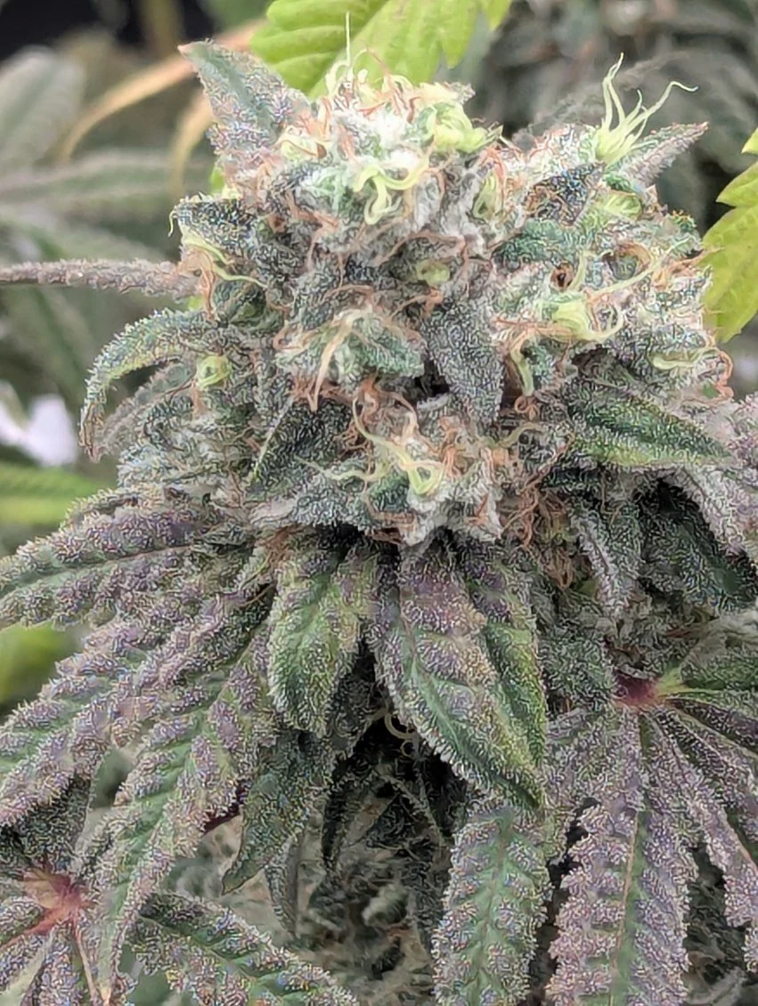 Freaky Queen Feminized Seeds
