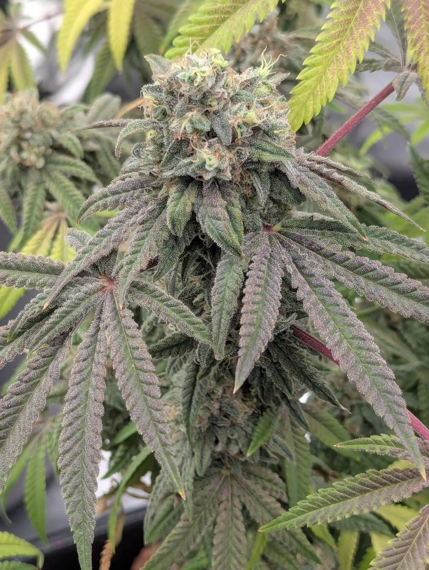 Freaky Queen Feminized Seeds