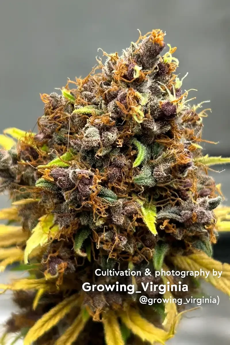 Frosted Grape Shoes Feminized Seeds