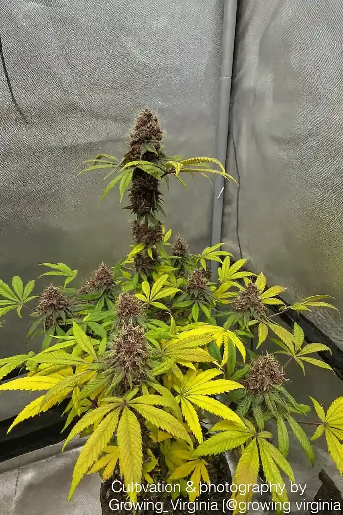 Frosted Grape Shoes Feminized Seeds