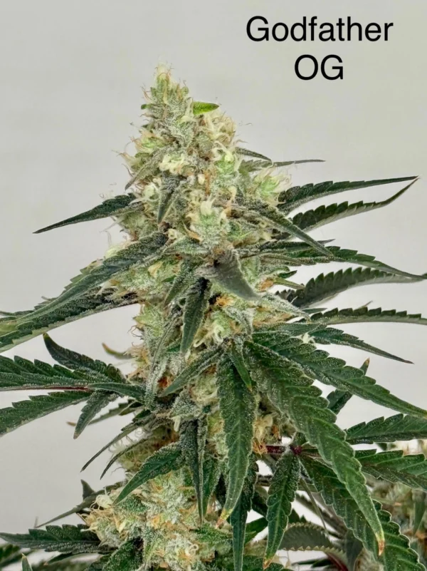 Godfather OG Feminized Seeds