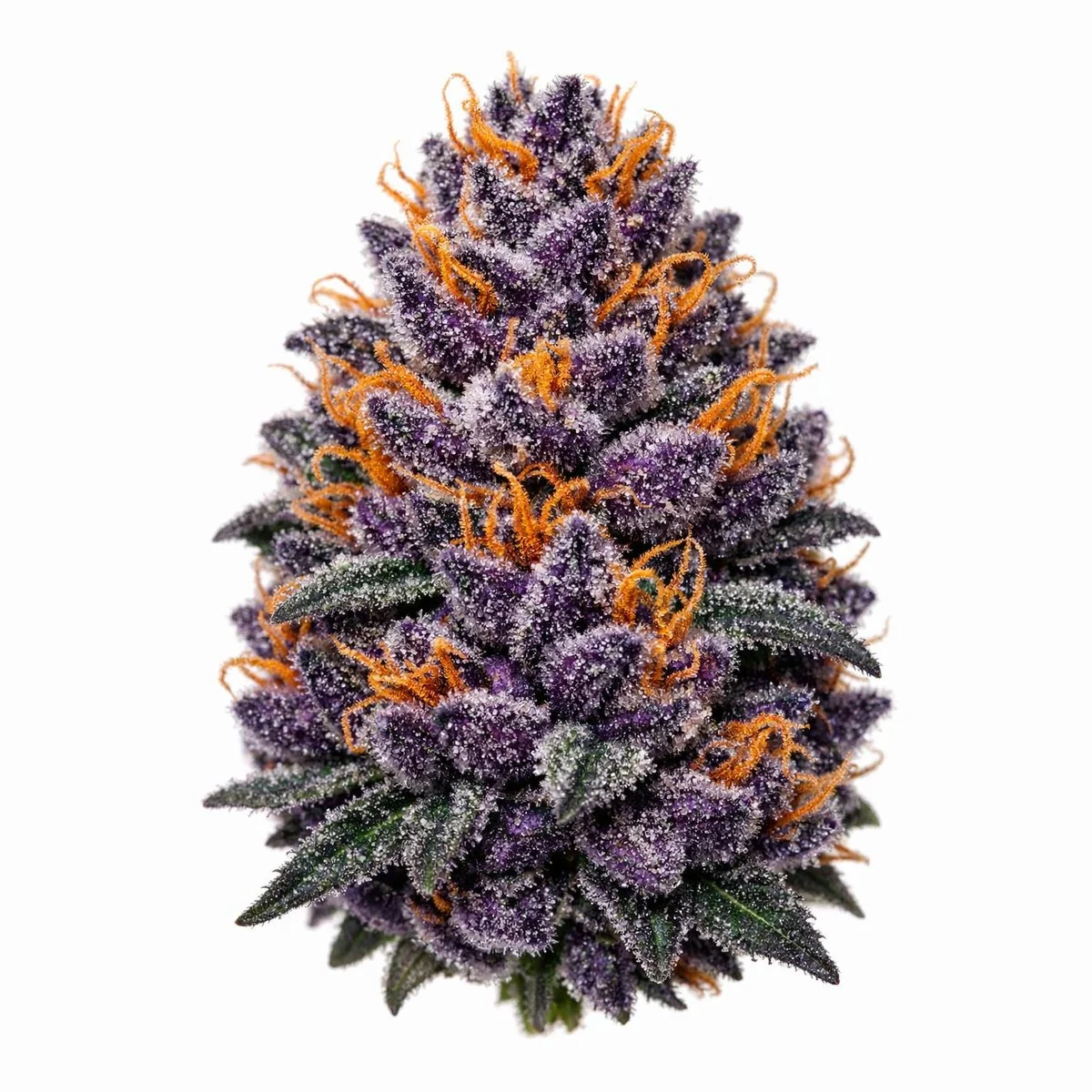 Grand Daddy Purple Feminized Seeds