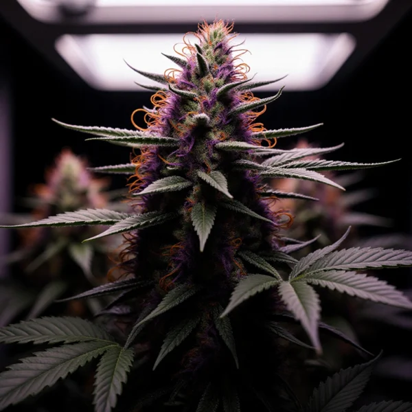 Grape Skunk Feminized Seeds