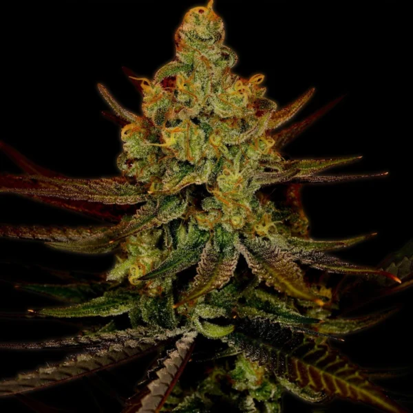 Green Crack Autoflower Seeds