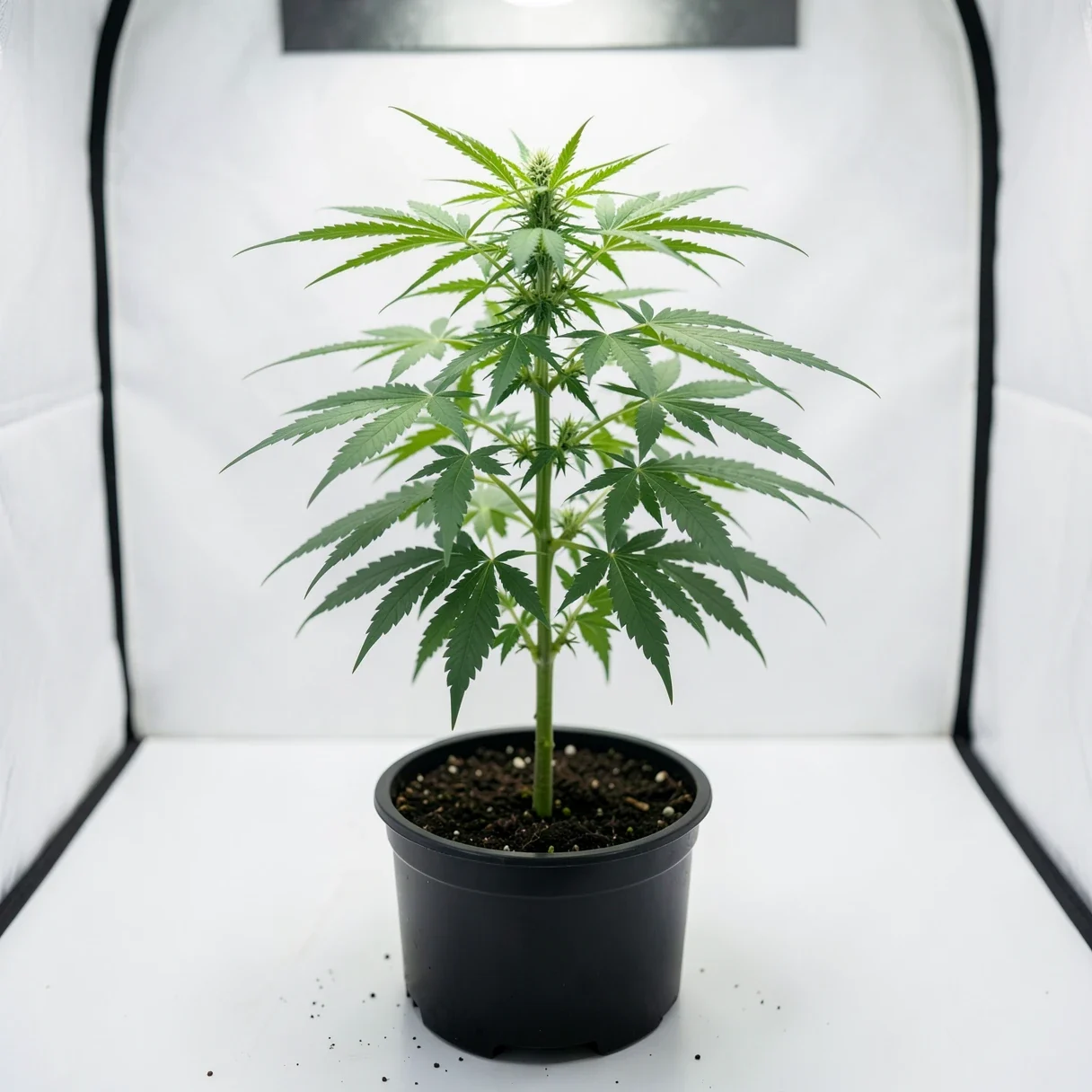 Grow cannabis from seeds — a young vegetative cannabis plant in a pot under a grow light