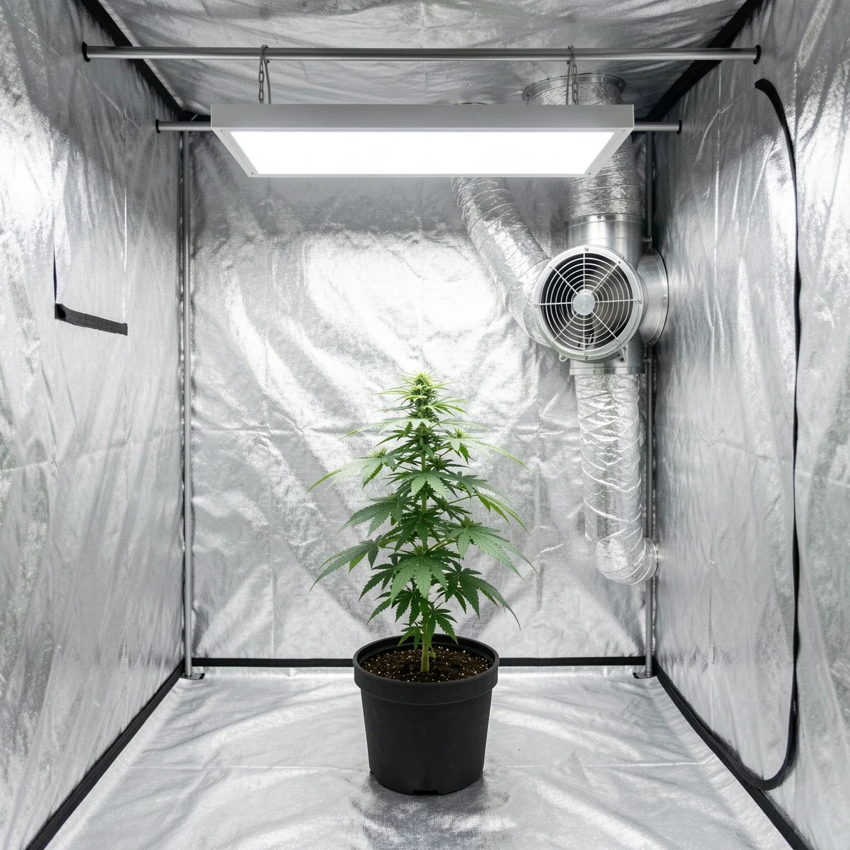 Cannabis Grow Tent Setup: A Beginner’s Complete Guide