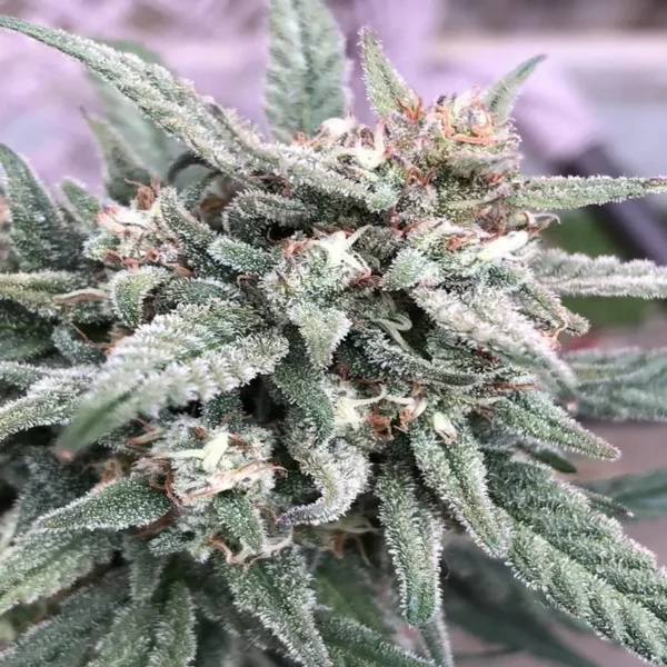Haze XL Auto-Flower