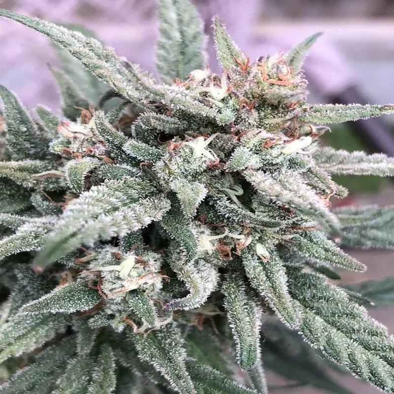 Haze XL Auto-Flower