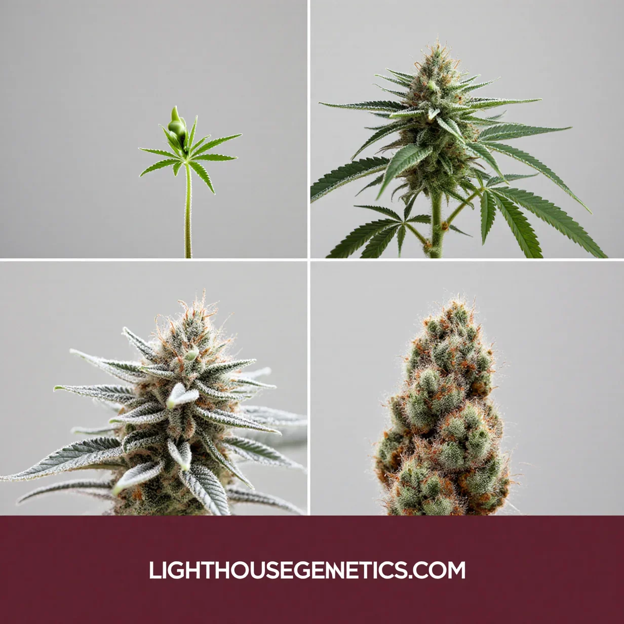 Cannabis seed to harvest timeline