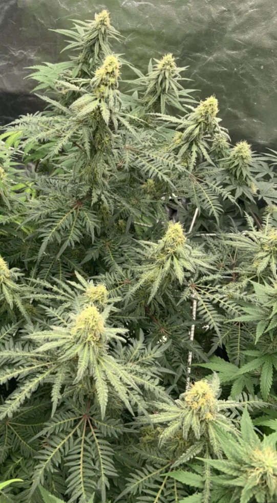 Freakshow Feminized Seeds