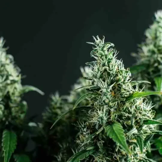 Indica-Dominant
