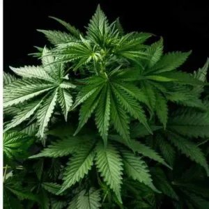 Indica