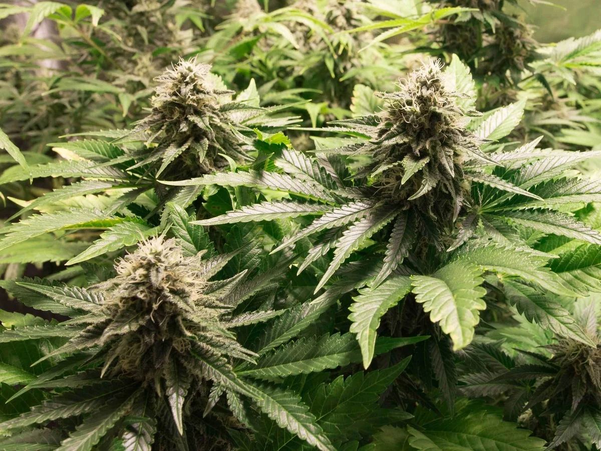 LA Kush Autoflower Seeds