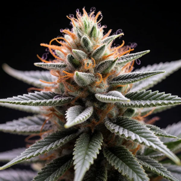 Moby Dick Autoflower Seeds