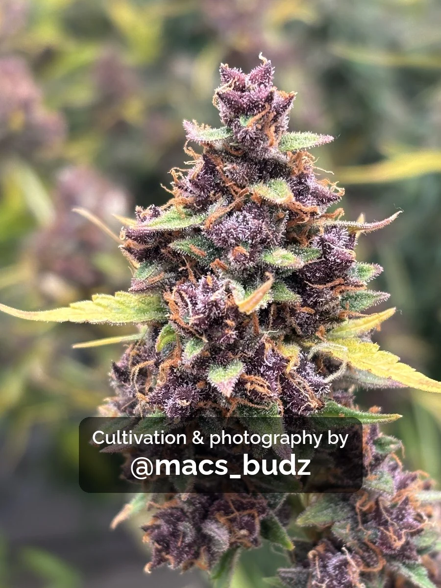 Monkey Dick Autoflower Seeds