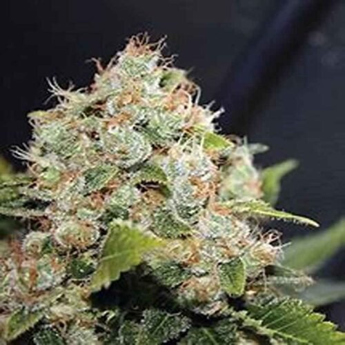 NYC Sour Diesel Autoflower Seeds