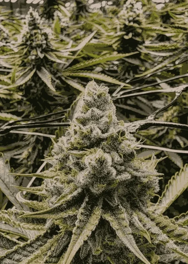 Orange Creamsicle Feminized Seeds