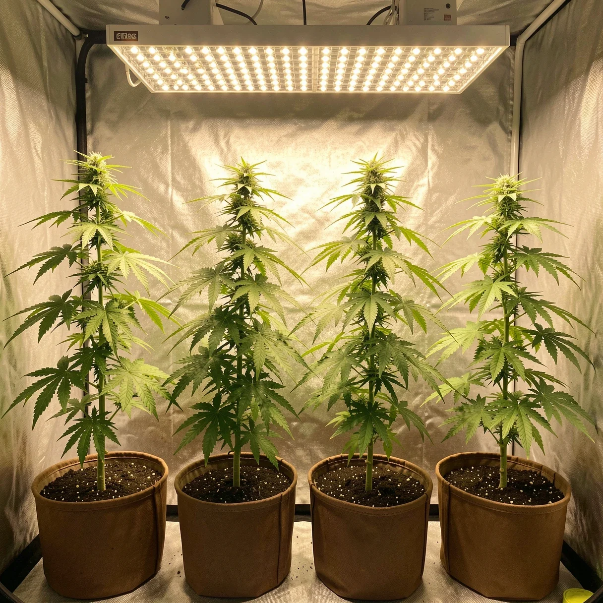 Several cannabis plants of the same strain showing phenotype variation in a grow tent