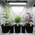 Phenotype hunting in action — a row of labeled cannabis plants showing different growth structures