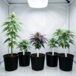 Phenotype hunting in action — a row of labeled cannabis plants showing different growth structures