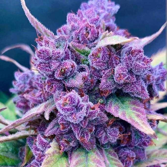 Purple cannabis flower with heavy trichome coverage