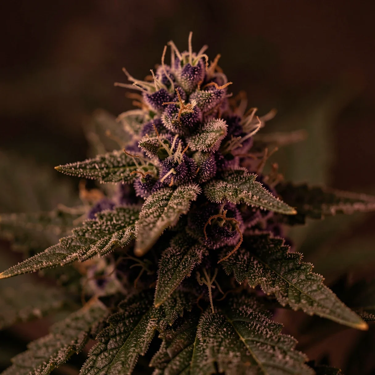 Deep purple indica cannabis buds associated with relaxing, sleepy effects