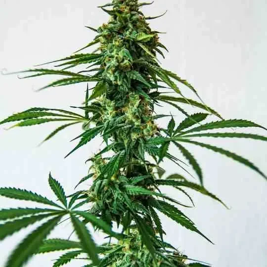 Sativa-Dominant