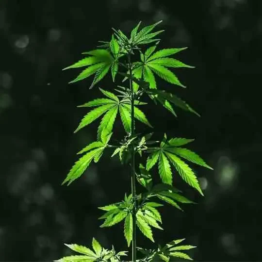 Sativa