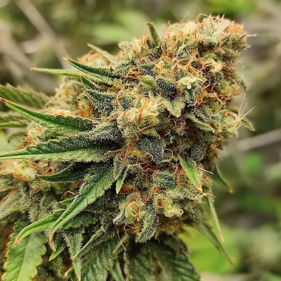 Super Skunk Widow Autoflower Seeds