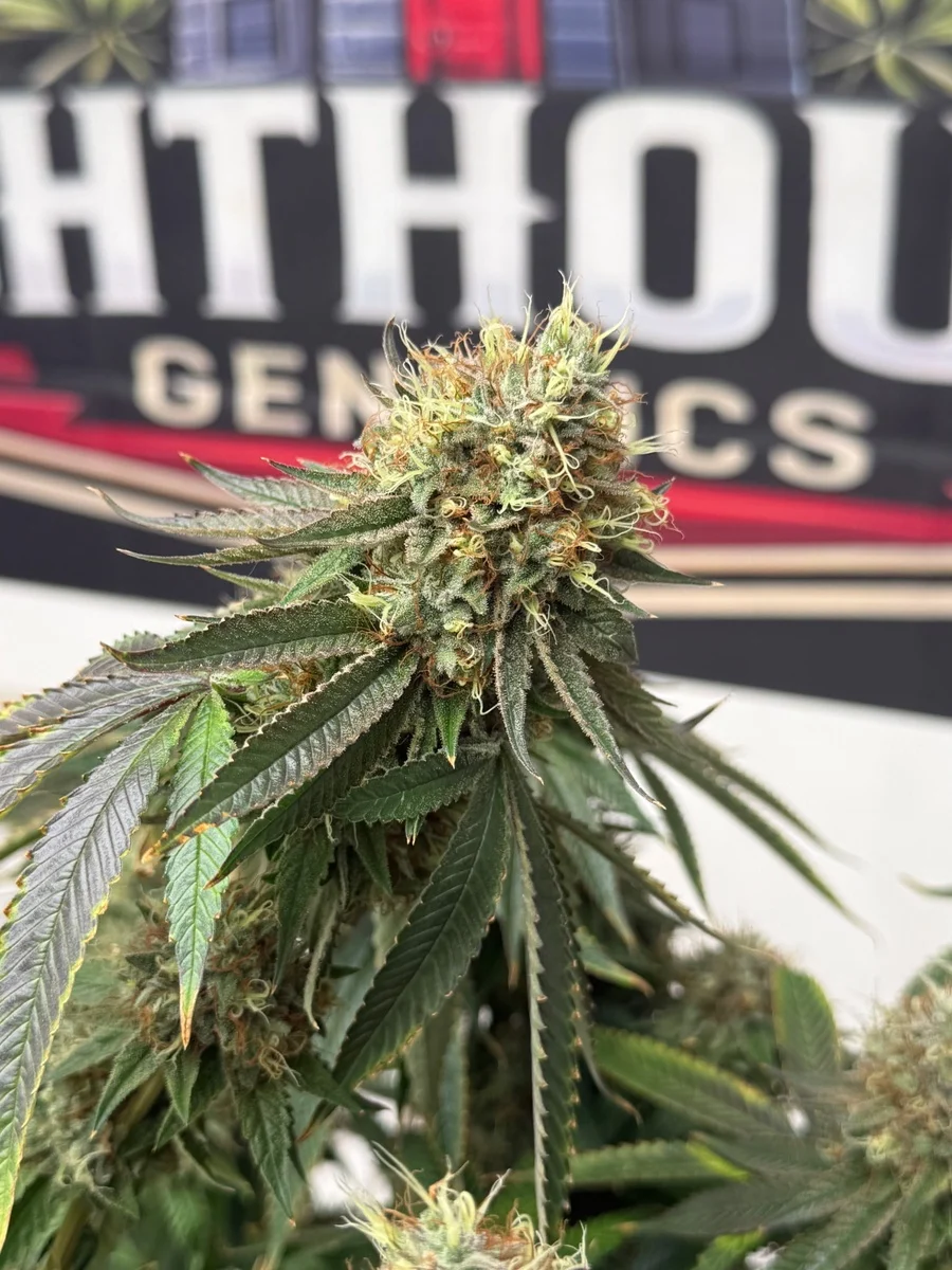 Train Wreck Feminized Seeds