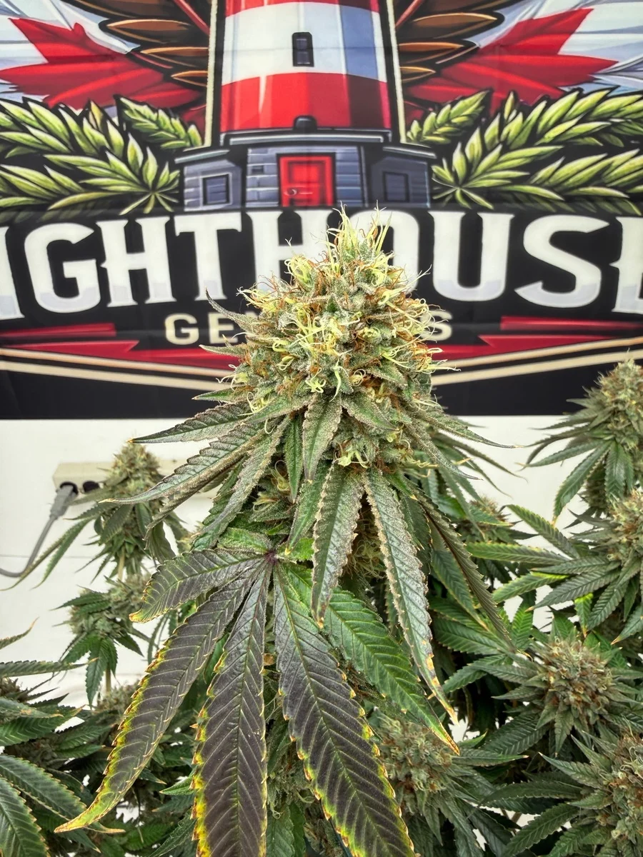 Train Wreck Feminized Seeds