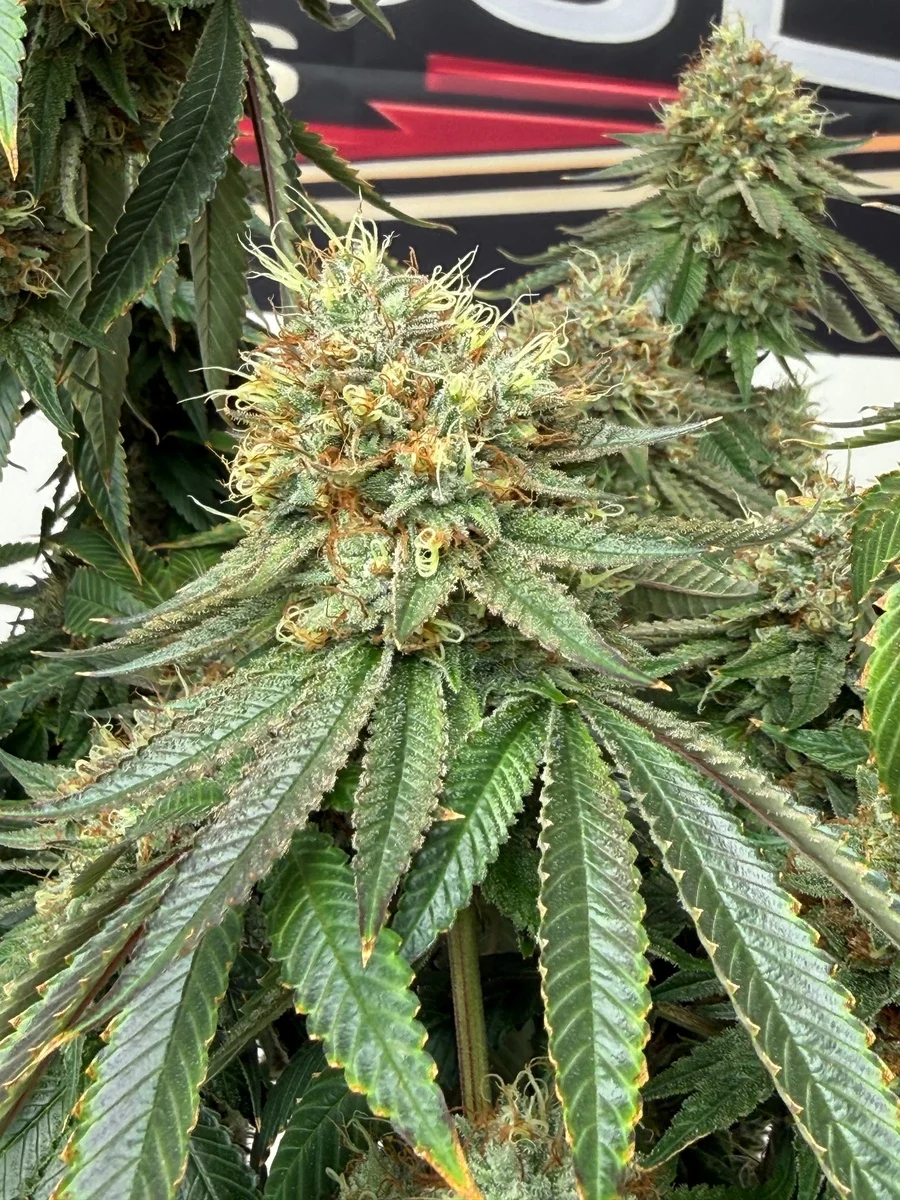 Train Wreck Feminized Seeds