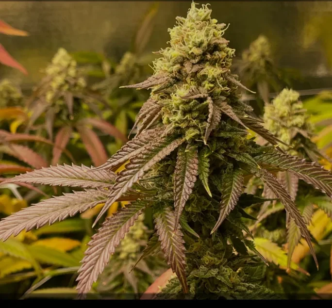 Train Wreck