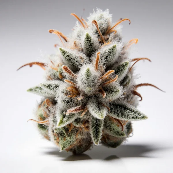 White Widow Feminized Seeds