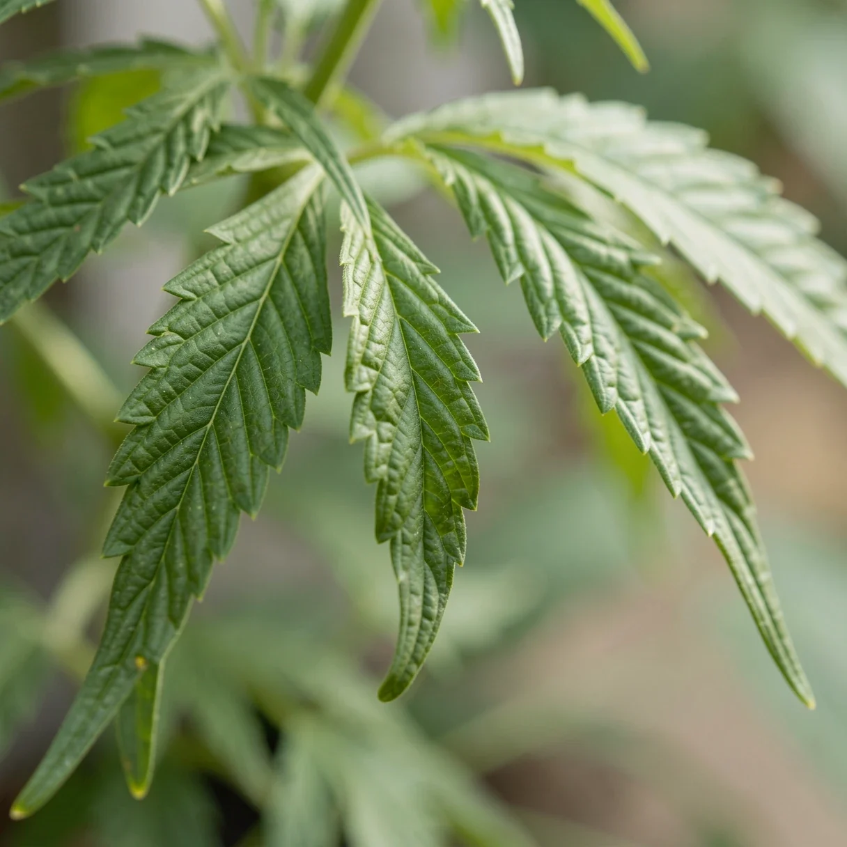 Cannabis fan leaves at the wilting point during a controlled drought, drooping slightly from the stems